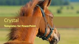  Presentation with foal - Audience pleasing presentation theme consisting of chestnut-trakehner-foal-in-field backdrop and a tawny brown colored foreground