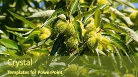  Presentation with fruit tree - PPT theme consisting of chestnut tree plant showing green background and a tawny brown colored foreground