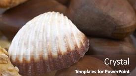  Presentation with shell - Audience pleasing slides consisting of chestnuts-and-a-shell backdrop and a tawny brown colored foreground
