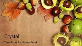  Presentation with frame - PPT layouts consisting of chestnuts autumn frame background background and a coral colored foreground