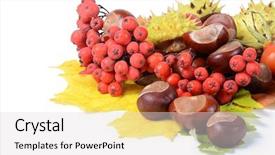  Presentation with fall leaves border white - Slide deck with bacteria streptococcus gram-positive spherical background and a crimson colored foreground