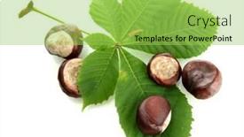  Presentation with leaves - Beautiful PPT theme featuring chestnuts-with-leaves-isolated backdrop and a yellow colored foreground