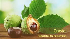  Presentation with green leaves - Colorful PPT layouts enhanced with chestnuts with leaves on wooden backdrop and a tawny brown colored foreground