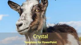  Presentation with sky blue - PPT layouts enhanced with chevre - goat on the blue sky background and a tawny brown colored foreground