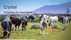  Presentation with meadow - Amazing slide set having chevre - goats pasturing on a beautiful backdrop and a light blue colored foreground
