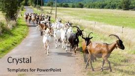  Presentation with road to failure - Presentation theme consisting of chevre - herd of goats background and a mint green colored foreground