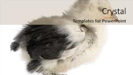  Presentation with bantam breed - Cool new theme with chevre - pekin is a breed backdrop and a mint green colored foreground