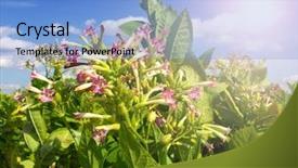  Presentation with plantation - Audience pleasing slide deck consisting of chewing tobacco - tobbaco plantation backdrop and a light blue colored foreground