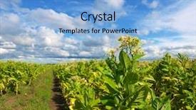  Presentation with plantation - PPT theme featuring chewing tobacco - tobbaco plantation background and a light blue colored foreground