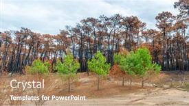  Presentation with forest fire - Slide set featuring chiberta-pine-forest-a-few background and a coral colored foreground