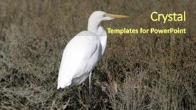  Presentation with wetlands - Amazing PPT theme having chica wetlands in orange county backdrop and a  colored foreground