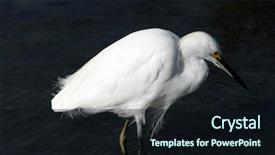  Presentation with wetlands - Slide set having chica wetlands in orange county background and a  colored foreground