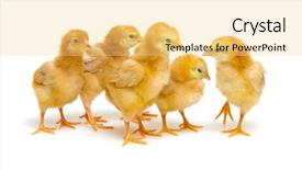  Presentation with newborn - Presentation theme with chick - cute little newborn chickens isolated background and a blonde colored foreground