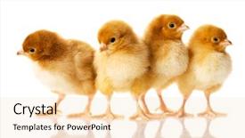  Presentation with baby chickens little cute chicks - Colorful presentation theme enhanced with chick - photo of small cute chickens backdrop and a lemonade colored foreground