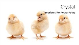  Presentation with cute baby - Colorful PPT theme enhanced with three young fluffy baby chickens backdrop and a white colored foreground