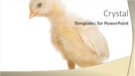  Presentation with old days - Presentation theme enhanced with chick-8-days-old-isolated background and a white colored foreground