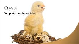  Presentation with old days - Beautiful theme featuring chick-8-days-old-standing backdrop and a white colored foreground