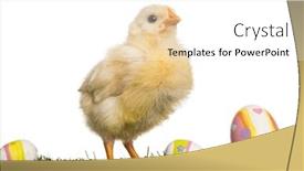  Presentation with old days - Beautiful presentation featuring chick-8-days-old-standing backdrop and a white colored foreground