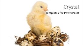  Presentation with old days - Colorful PPT theme enhanced with chick-8-days-old-standing backdrop and a white colored foreground