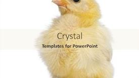  Presentation with old days - Beautiful presentation featuring chick-8-days-old backdrop and a lemonade colored foreground