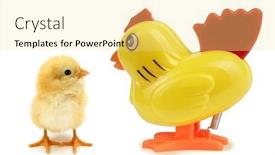  Presentation with hen - Slide set having chick-an-hen-one-real background and a blonde colored foreground