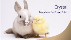  Presentation with chick - PPT layouts consisting of chick and bunny background and a sky blue colored foreground