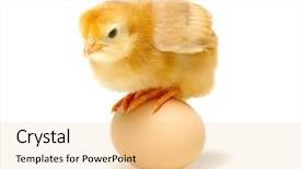  Presentation with chick - Cool new theme with chick and egg isolated backdrop and a lemonade colored foreground