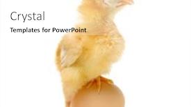  Presentation with chick - 