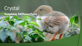  Presentation with chick - 