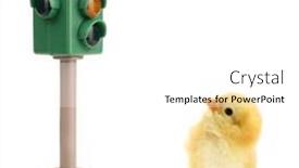  Presentation with patience - Audience pleasing PPT theme consisting of chick-is-looking-in-traffic backdrop and a white colored foreground