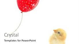  Presentation with chick - Amazing slide deck having chick-is-looking-up backdrop and a white colored foreground