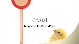  Presentation with chick - Cool new presentation theme with chick-is-looking-up backdrop and a pink colored foreground