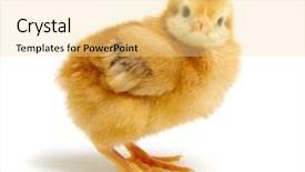  Presentation with pink and white roses shabby chic country - PPT theme with chick isolated on white background background and a  colored foreground