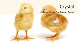  Presentation with chick - Slides featuring chick isolated on white background background and a  colored foreground