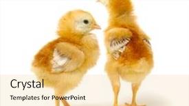  Presentation with pink and white roses shabby chic country - Cool new slide deck with chick isolated on white background backdrop and a  colored foreground