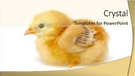  Presentation with pink and white roses shabby chic country - Presentation theme consisting of chick isolated on white background background and a  colored foreground