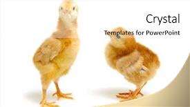  Presentation with chick - Colorful presentation theme enhanced with chick isolated on white background backdrop and a  colored foreground