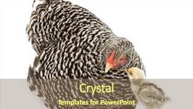  Presentation with new born chick - Amazing slide deck having chick looking at mother hen backdrop and a violet colored foreground