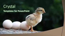  Presentation with chick - Presentation featuring chick-on-eggs-easter-chicken background and a  colored foreground