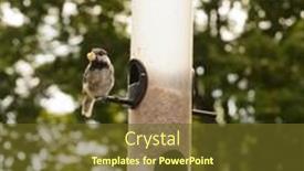  Presentation with nut - Slides with chickadee-with-large-nut background and a tawny brown colored foreground