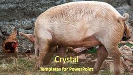  Presentation with pig - Slide deck having chicken and a pig background and a tawny brown colored foreground