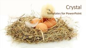  Presentation with chicken - Slides having chicken and eggs in nest background and a  colored foreground