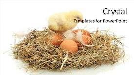  Presentation with eggs egg carton egg box - Audience pleasing presentation consisting of chicken and eggs in nest backdrop and a white colored foreground