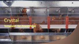  Presentation with chicken - Presentation theme with chicken-and-eggs-inside background and a tawny brown colored foreground