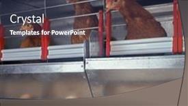  Presentation with chicken - Presentation theme enhanced with chicken-and-eggs-inside background and a tawny brown colored foreground