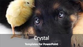  Presentation with baby chickens little cute chicks - Audience pleasing presentation design consisting of chicken and puppy german shepherd backdrop and a dark gray colored foreground