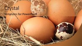  Presentation with quail - PPT layouts having chicken and quail eggs background and a gold colored foreground