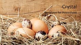  Presentation with eggs egg carton egg box - Presentation enhanced with chicken and quail eggs background and a coral colored foreground