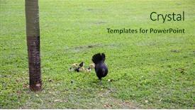  Presentation with maui - Slide deck featuring chicken chickens live the free background and a mint green colored foreground