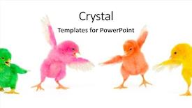  Presentation with chicks - Slides having chicken dance - four cute colorful chicks background and a cream colored foreground